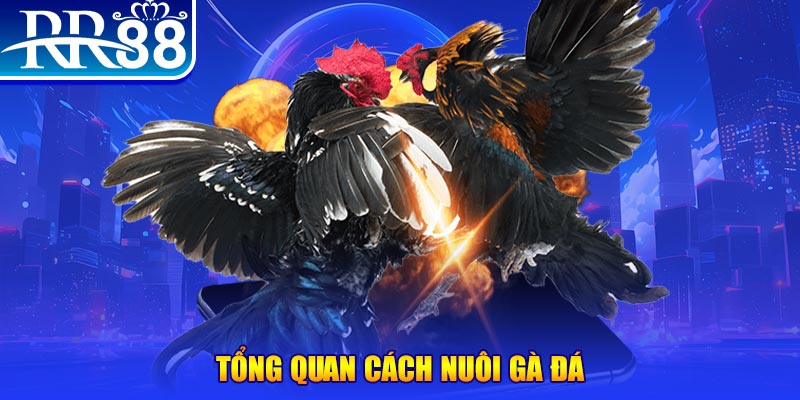 xo88 club VA Điện Tử